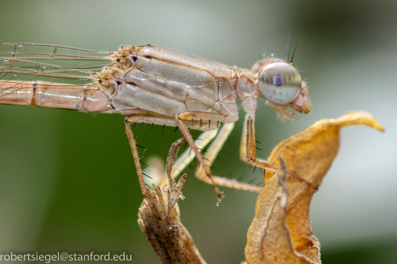 damsel fly